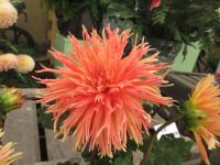 Jiřinka 'Mevr Clement Andreas' (Dahlia)