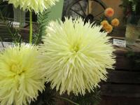 Jiřinka 'Citron du Cap' (Dahlia)
