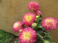 Jiřinka 'Hapet Daydream' (Dahlia)