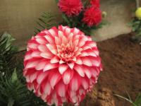 Jiřinka 'Santa's Helper' (Dahlia)