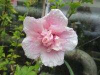 Ibišek syrský 'Pink Chiffon' (Hibiscus syriacus)