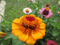 Ostálka sličná 'Skabiosa' (Zinnia elegans)