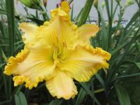 Denivka 'Mike Longo' (Hemerocallis)