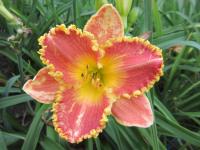 Denivka 'Frisco Frolic' (Hemerocallis)