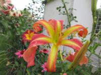 Denivka 'Candy Colored Curls' (Hemerocallis)