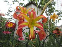 Denivka 'Candy Colored Curls' (Hemerocallis)