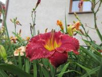 Denivka 'Roses in Snow' (Hemerocallis)