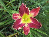 Denivka 'Velus Flytrap' (Hemerocallis)