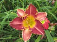 Denivka 'Mary Lena' (Hemerocallis)