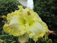 Denivka 'Zlatý vítr' (Hemerocallis)