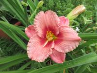 Denivka 'Siloam Ribbon Candy' (Hemerocallis)