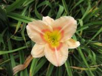 Denivka 'Buffys Doll' (Hemerocallis)