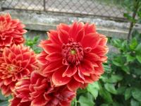 Jiřinka 'Uršula Kluková' - Dekorační jiřinky (Dahlia)