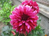 Jiřinka 'Tanita' - Dekorační jiřinky (Dahlia)