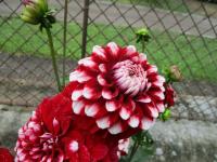 Jiřinka 'Checkers' - Dekorační jiřinky (Dahlia)