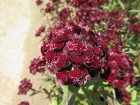 Hvozdík vousatý 'Sooty' (Dianthus barbatus)