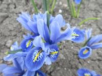 Kosatec síťkovaný 'Alida' (Iris reticulata)