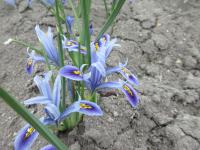 Kosatec síťkovaný 'Angela' (Iris reticulata)
