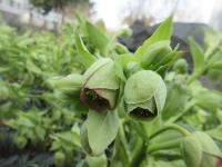 Čemeřice smrdutá (Helleborus foetidus)