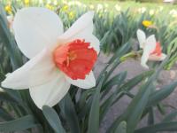 Narcis 'Magic Charm' - Velkokorunné narcisy (Narcissus)