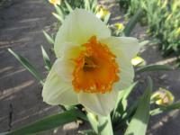 Narcis 'Pretty Prickles' - Velkokorunné narcisy (Narcissus)