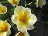Tulipán Fosterův 'Sweetheart' - Fosteriana tulipány (Tulipa fosteriana)