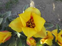 Tulipán 'Buttercup' - Kaufmanniana tulipány (Tulipa)