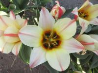 Tulipán 'Tarafa' - Greigii tulipány (Tulipa)