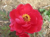 Pivoňka keřovitá 'Baiyuans Red Clouds' (Paeonia suffruticosa)