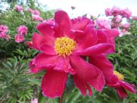 Pivoňka čínská 'Noble Carmen' (Paeonia lactiflora)