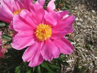 Pivoňka čínská 'Anna Falcká' (Paeonia lactiflora)