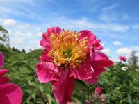 Pivoňka čínská 'Andromeda' (Paeonia lactiflora)