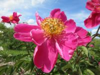 Pivoňka čínská 'Andromeda' (Paeonia lactiflora)