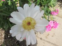 Pivoňka čínská 'Anna Svídnická' (Paeonia lactiflora)