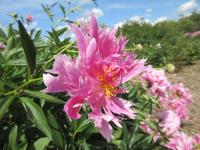 Pivoňka čínská (Paeonia lactiflora)