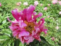 Pivoňka čínská 'Boldog' (Paeonia lactiflora)