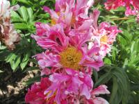 Pivoňka čínská 'Boldog' (Paeonia lactiflora)