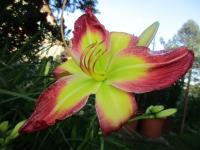 Denivka 'Rose Apple' (Hemerocallis)