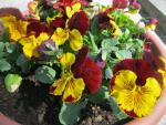 Maceška zahradní (Viola x wittrockiana)