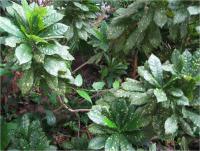 Aukuba (Aucuba japonica)