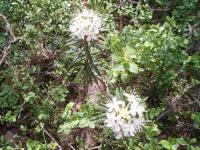Rojovník bahenní (Rhododendron tomentosum)
