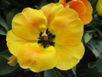 Tulipán (Tulipa)
