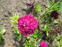 Hvozdík vousatý (Dianthus barbatus)