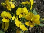 Maceška zahradní (Viola x wittrockiana)