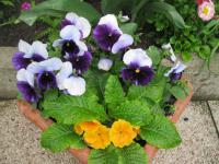 Maceška zahradní (Viola x wittrockiana)