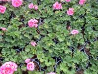 Pelargónie páskatá (Pelargonium zonale)