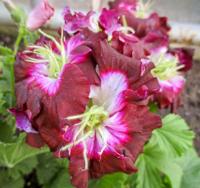Pelargonie velkokvětá (Pelargonium grandiflorum)