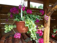 Pelargonie štítnatá (Pelargonium peltatum)