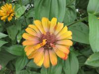 Ostálka sličná (Zinnia elegans)