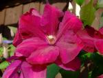 Plamének (Clematis)